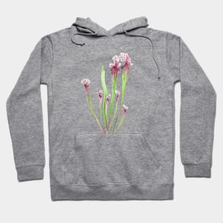 sarracenia leucophylla leaf watercolor Hoodie